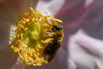 Honey Bee on Rosa micrugosa