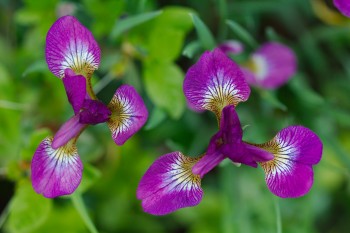 Iris ‘Eric the Red’