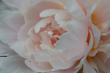 Pale Pink Peony