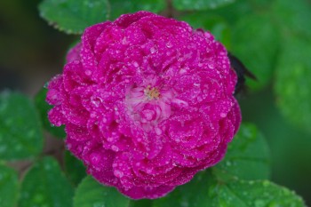 Rose de Rescht