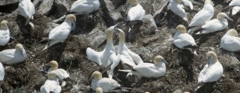 Gannets, Cape St. Mary's Ecological Reserve