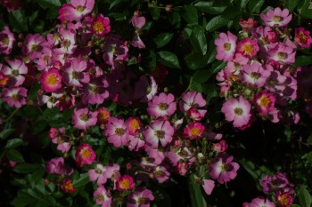 Pink Multiflora Hybrid