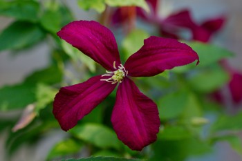 Clematis