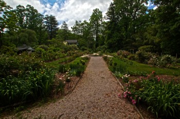 Nick Weber's Rose Garden