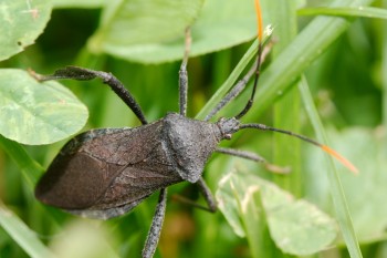 Acanthocephala Species