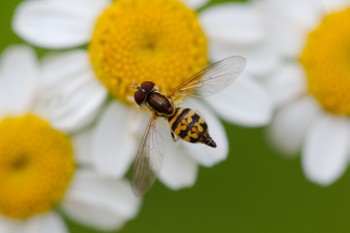 Syrphid Fly