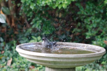 Grey Catbird (Dumetella carolinensis)