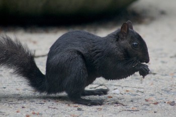 Eastern Grey Squirrel (Sciurus carolinensis)