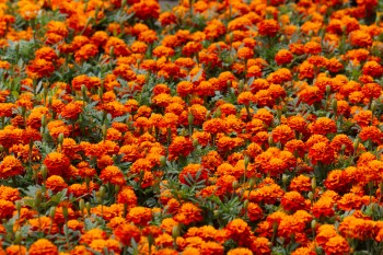 Marigolds