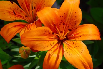 Orange Asiatic Lilies