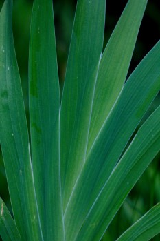 Blackberry Lily Leaves