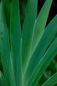 Blackberry Lily Leaves