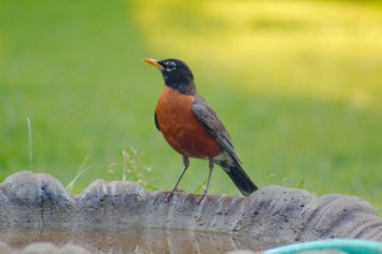 American Robin (Turdus migratorius)