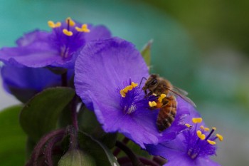 Honey Bee on Tradescantia Flowers