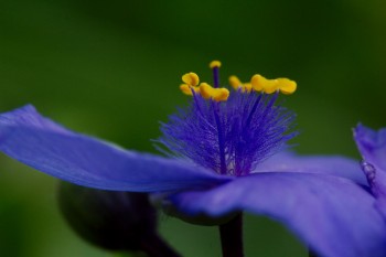 Tradescantia virginiana (Virginia Spiderwort)