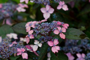 Hydrangea 'Big Smile'