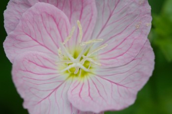 Oenothera speciosa (Pink Evening Primrose)