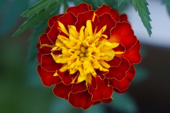 Marigold