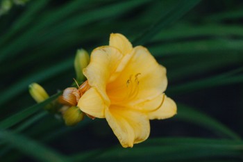 Yellow Day Lily