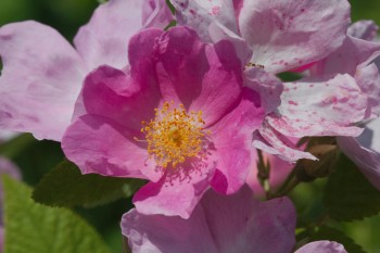 Rosa arkansana (Prairie Rose)