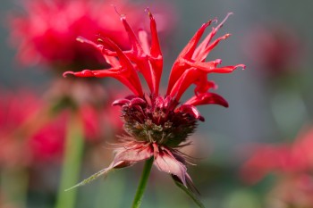 Monarda (Bergamot)