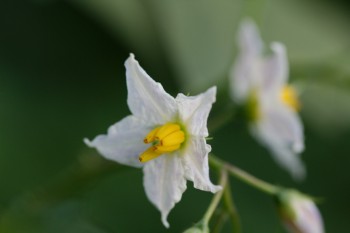 <em>Datura stramonium</em> (Jimson Weed)