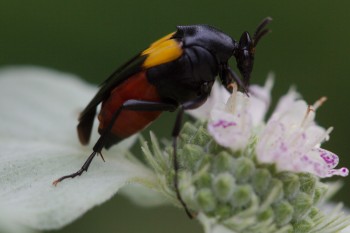 Macrosiagon flavipennis (Wedge-shaped Beetle)