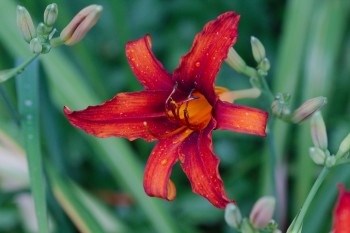 Day Lily