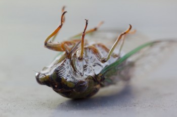(Mostly) Dead Cicada