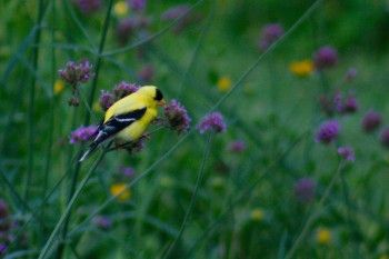 American Goldfinch (<em>Carduelis tristis</em>)