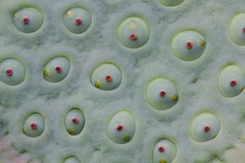 Lotus Seed Pod