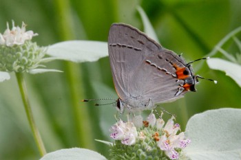 <em>Strymon melinus</em> (Gray Hairstreak)