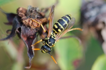 Polistes dominula (European Paper Wasp)