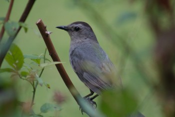 Gray Catbird (<em>Dumetella carolinensis</em>)