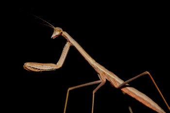 <em>Tenodera sinensis</em> (Chinese Mantis)