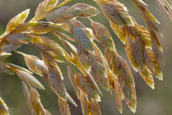 Sea Oats (Uniola paniculata)