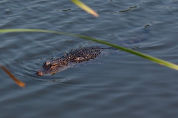 Alligator