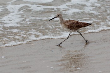 Willet (Tringa semipalmata)