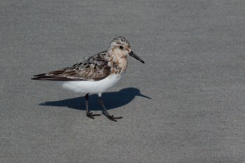 Sanderling (Calidris alba)