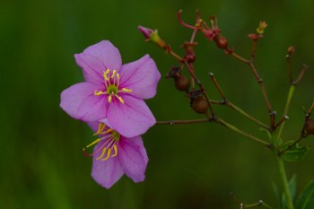 Rhexia virginica (Meadow Beauty)