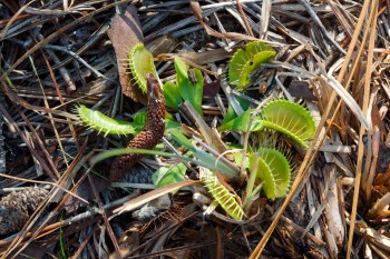 Dionaea muscipula (Venus Flytrap)