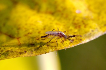 Mosquito (Ochlerotatus atlanticus)