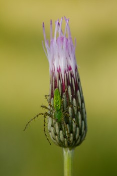 Peucetia viridans (Green Lynx Spider)