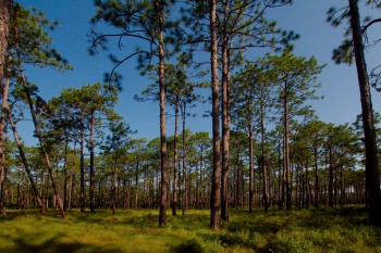 Long-leaf Pine Savanna