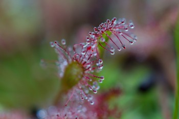 Drosera intermedia (Spoonleaf Sundew)