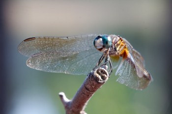 Pachydiplax longipennis (Blue Dasher)