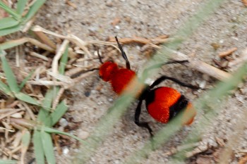 Cow Killer (<em>Dasymutilla occidentalis</em>, a Velvet Ant)