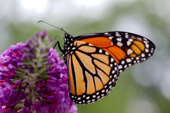 Danaus plexippus (Monarch)