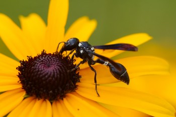 <em>Zethus spinipes</em> (Potter Wasp)