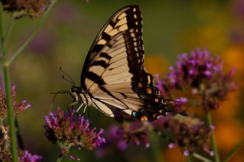 <em>Papilio glaucus</em> (Eastern Tiger Swallowtail)